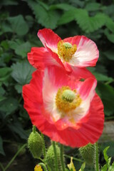 Fototapeta premium ヒナゲシの花赤いはな