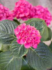 Beautiful Hydrangea of a strong pink colour