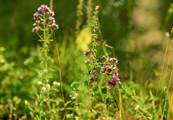 summer background. butterfly on a flower oregano on a background of green grass