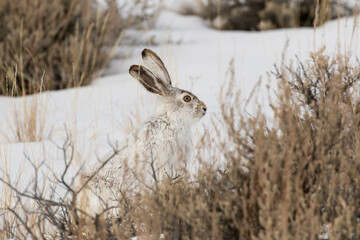 White-tailed Jackrabbit Blends in with the Snow © NorthwestWildImages