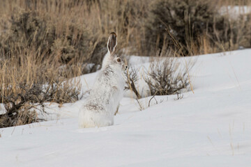 White-tailed Jackrabbit in the Winter © NorthwestWildImages