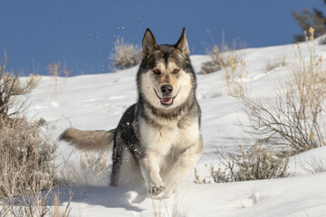 Alaskan Shepherd Loves the Snow