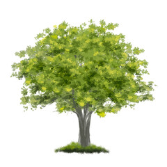 Vector of abstract watercolor tree top view isolated on white background  for landscape plan and architecture layout drawing, elements for environment and garden