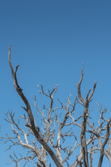 Gnarly Branches of Tree on Blue Sky Vertical