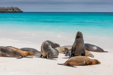 Foto op Canvas Group of Galapagos Sea Lions near shore with water and blue sky in background © Isabelle
