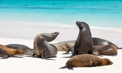 Foto op Canvas Group of Galapagos Sea Lions near shore with water and blue sky in background © Isabelle