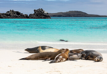 Fototapeta premium Group of Galapagos Sea Lions near shore with water and blue sky in background