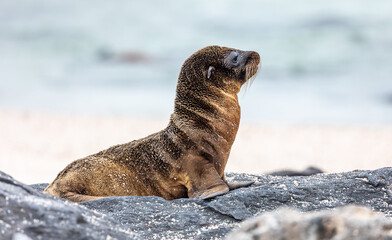 Fototapeta premium Profile portrait of young Galapagos Sea Lion in coastal landscape 