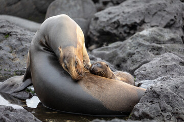 Galapagos sea lion mother and baby in coastal landscape with black lava rocks