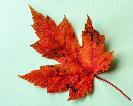 Autumn Maple Leaf