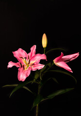 Still life, pink lilies on a black background