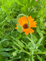 Orange Wildflower