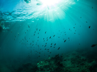 free dive, Coral, Phuket Sea, swarm of fish, underwater