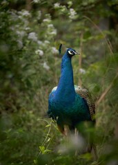 Peacock in the middle of thick forest