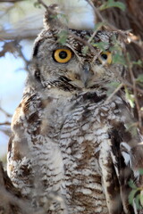 Spotted Eagle Owl in the Kgalagadi