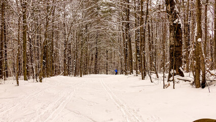 A lone skier disappears in the snowy woods down a cross country ski trail in the Ottawa Valley of Eastern Ontario, Canada.   Space for text.