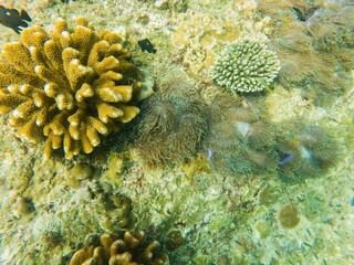 Naklejka na ściany i meble free dive, Coral, Phuket Sea, swarm of fish, underwater