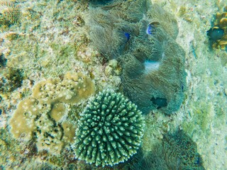 free dive, Coral, Phuket Sea, swarm of fish, underwater