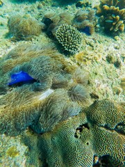 free dive, Coral, Phuket Sea, swarm of fish, underwater