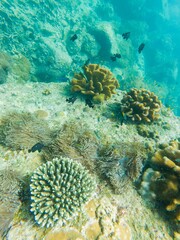 Naklejka na ściany i meble free dive, Coral, Phuket Sea, swarm of fish, underwater