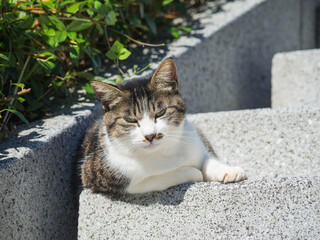 野良猫