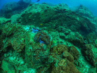 Fototapeta na wymiar free dive, Coral, Phuket Sea, swarm of fish, underwater 
