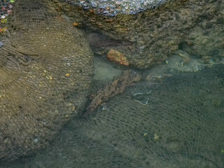 オオサンショウウオ