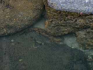 オオサンショウウオ