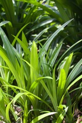 Naklejka premium grass leaves in the garden 