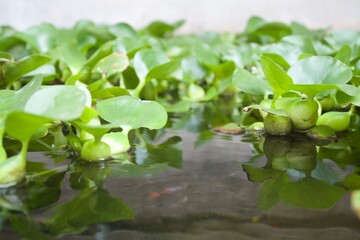 Plants that are in the river in a park are taken in the daytime