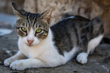 portrait of a cat © Adam Przybysz