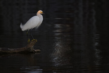 Snowy Egret Perched on Log in Water Sunset Orange on Head