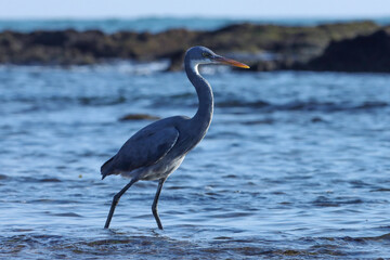 Egret on the beach. Egretta gularis. Western reef heron. Western reef egret.
