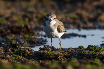 Lesser sand plover on the rock. The lesser sand plover is a small wader in the plover family of birds. Charadrius mongolus.