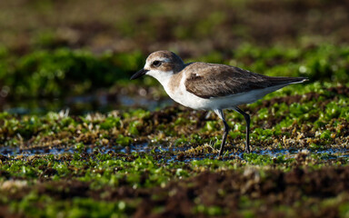Lesser sand plover on rock. Charadrius mongolus. The lesser sand plover is a small wader in the plover family of birds.