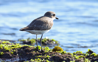 Lesser sand plover at sea. Charadrius mongolus. The lesser sand plover is a small wader in the...