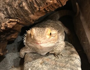 Bearded Dragon