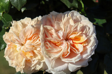Fototapeta premium orange and white old fashioned roses