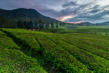Fototapeta na wymiar Beautiful views of the sunrise in a green tea garden in Riung Gunung, Bandung. With a backdrop of mountains and shady trees.