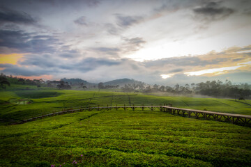 Obraz premium Beautiful view of sunrise over green tea garden in Riung Gunung, Bandung. Dreamy look effect, vignetting and out of focus effect.