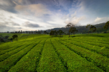 Fototapeta na wymiar Abstract background of defocused expanse of green tea garden at Riung Gunung tourist spot, Bandung.
