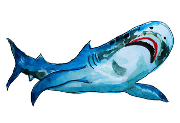 blue shark underwater watercolor