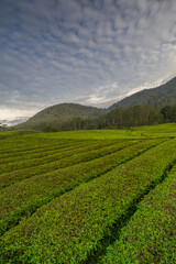 Fototapeta na wymiar Abstract background unfocused, beautifull view of green tea gardens and mountains.