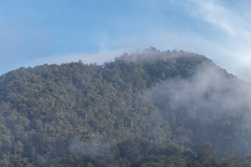 A thin mist was covering the mountain forest.