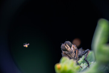details of the head of the robber fly.
beautiful robber fly head taken at close range (Macro)