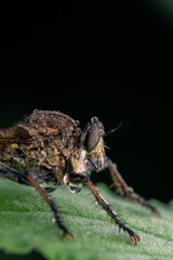 details of the head of the robber fly.
beautiful robber fly head taken at close range (Macro)