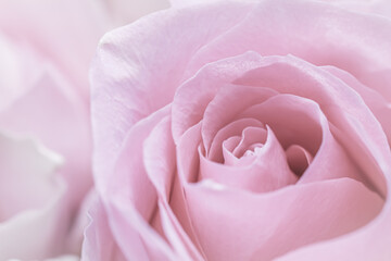 Fototapeta na wymiar Pink rose flower. Macro flowers background for holiday design