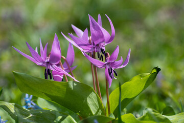春の野原に咲くカワイイピンクの花　カタクリ
