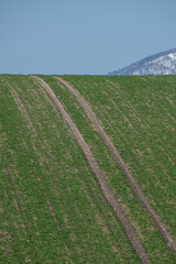 春の緑のムギ畑と雪山　雪山
