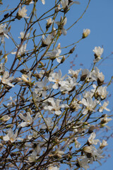 青空と白いコブシの花
